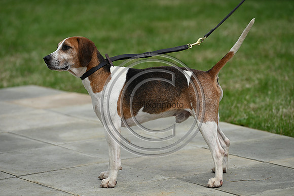Festival of Hounds 2024