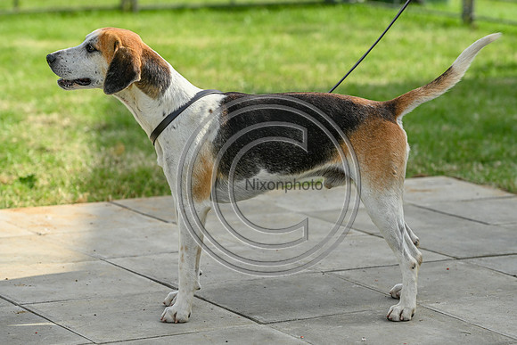 Festival of Hounds 2024