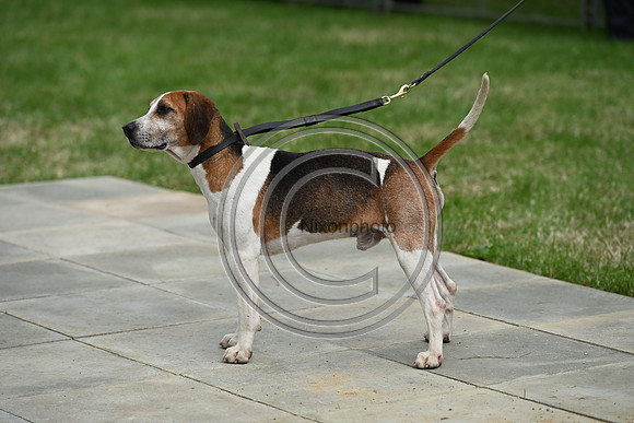 Festival of Hounds 2024