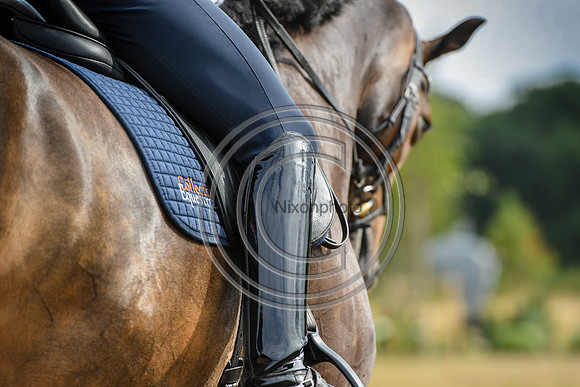 Collective Equestrian