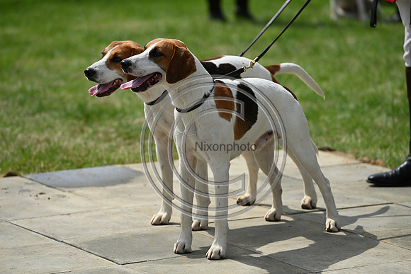 Festival of Hounds 2024