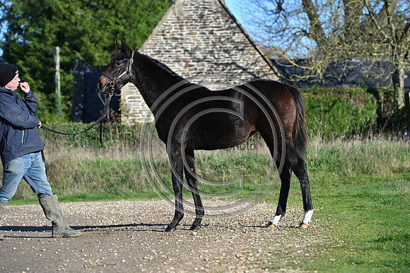 Foal_Selwood_PN81