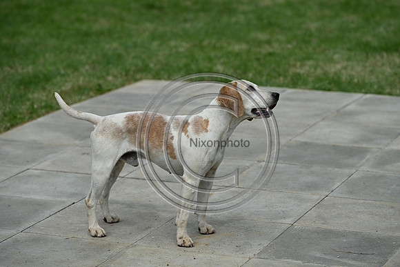Festival of Hounds 2024