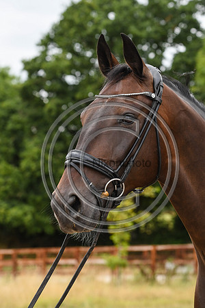 Collective Equestrian