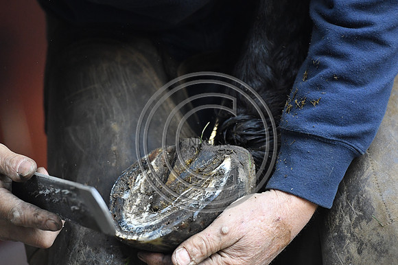 Nigel Perrott_Farrier_PN20_51871