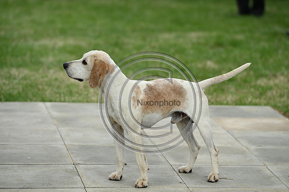 Festival of Hounds 2024
