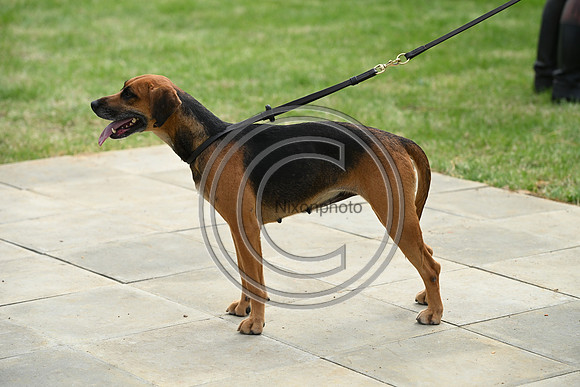 Festival of Hounds 2024