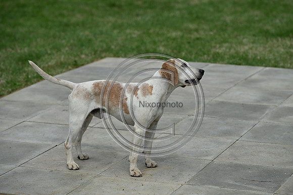 Festival of Hounds 2024