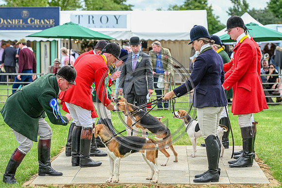Festival of Hounds 2024