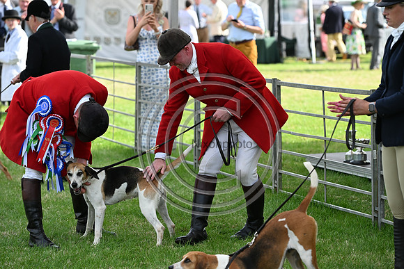 Festival of Hounds 2024