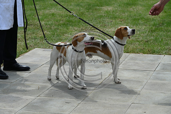 Festival of Hounds 2024