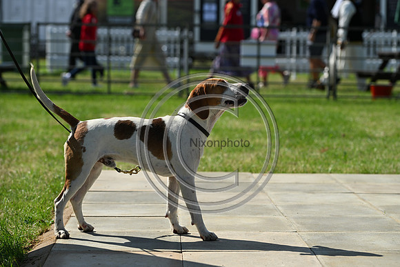 Festival of Hounds 2024