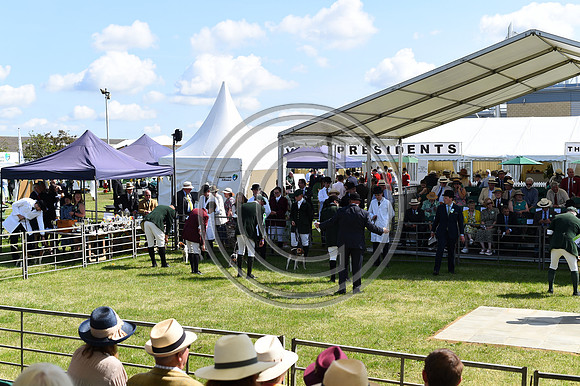 Festival of Hounds 2024