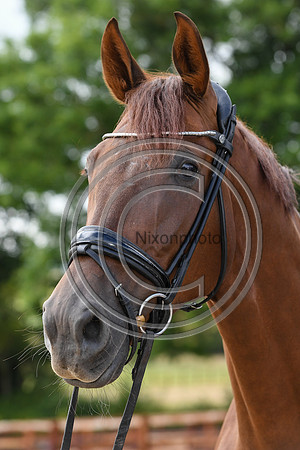 Collective Equestrian