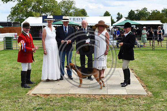 Festival of Hounds 2024