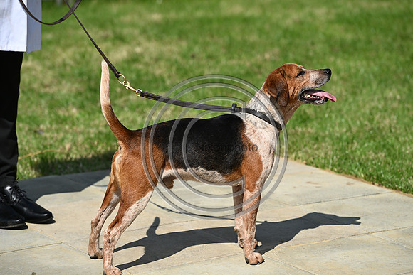 Festival of Hounds 2024
