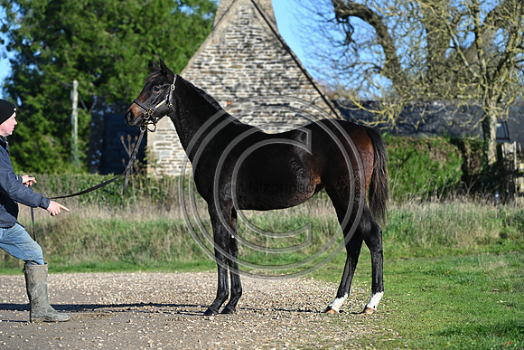 Foal_Selwood_PN75