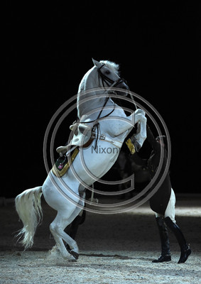 Spanish Riding School;  10 11 2016