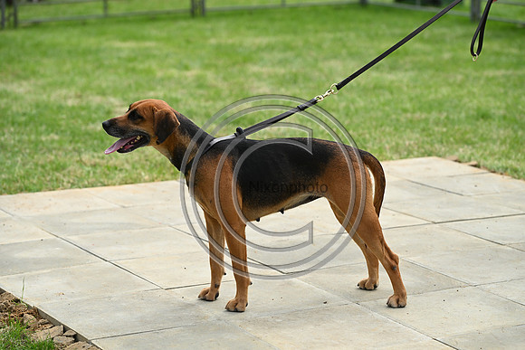 Festival of Hounds 2024