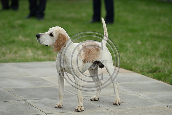 Festival of Hounds 2024
