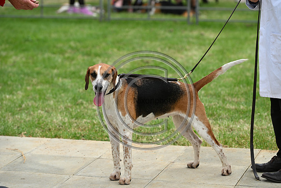 Festival of Hounds 2024