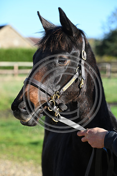 Foal_Selwood_PN91