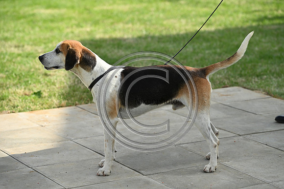 Festival of Hounds 2024