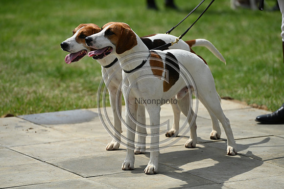 Festival of Hounds 2024