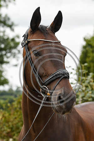 Collective Equestrian