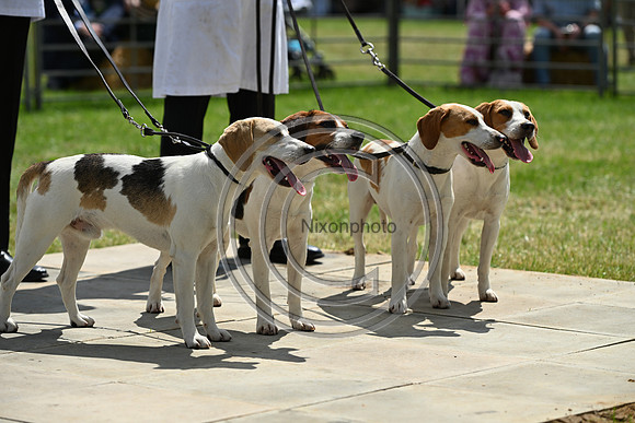 Festival of Hounds 2024