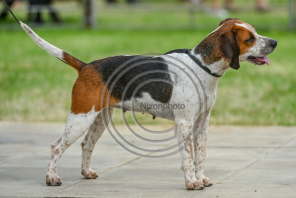 Festival of Hounds 2024