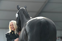 1st_HorseInspection
