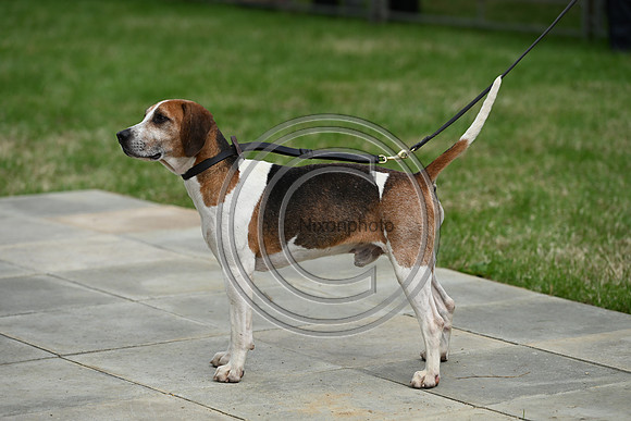Festival of Hounds 2024