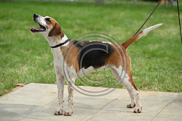 Festival of Hounds 2024