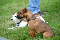 Dogs