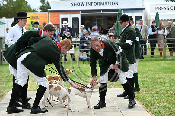 Festival of Hounds 2024