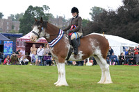 Ridden Clyesdale_Champ