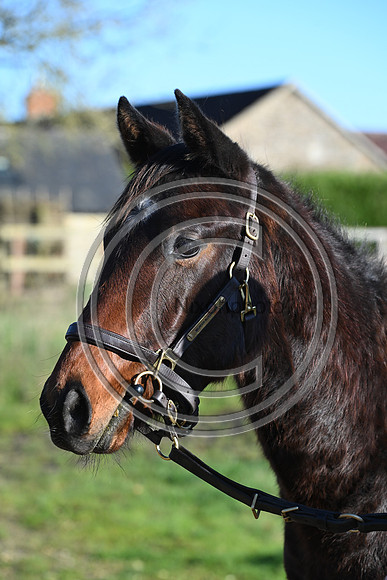 Foal_Selwood_PN93