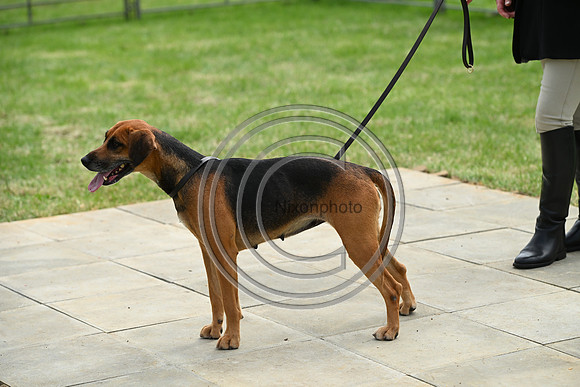 Festival of Hounds 2024