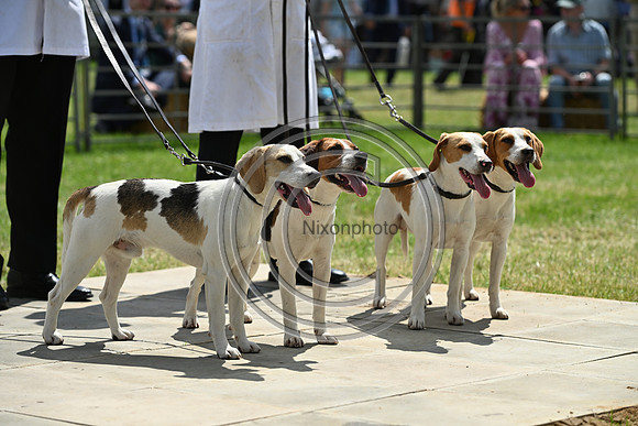 Festival of Hounds 2024