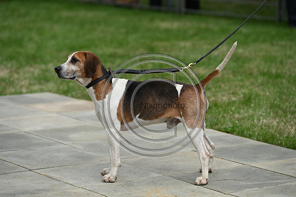 Festival of Hounds 2024