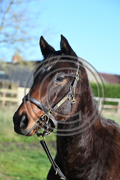 Foal_Selwood_PN95
