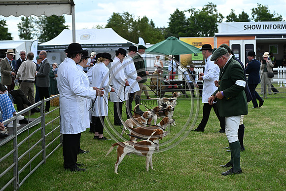 Festival of Hounds 2024