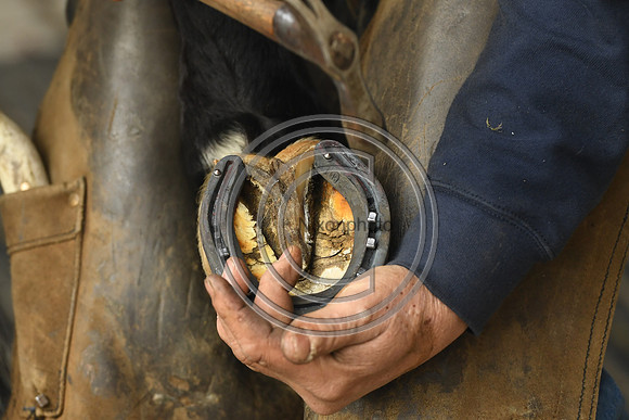 Nigel Perrott_Farrier_PN20_51826