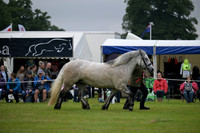 InHand_HighlandChamp