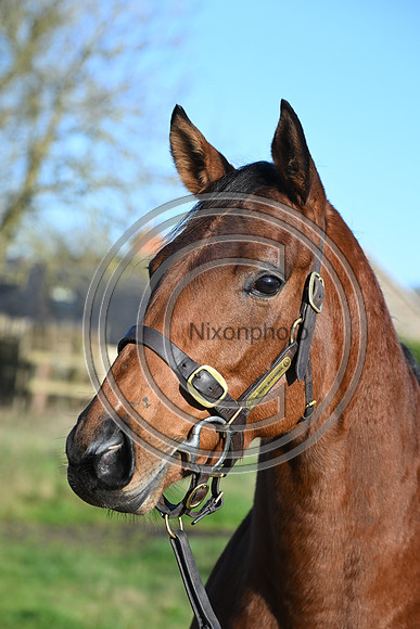 Mare_Selwood_PN79