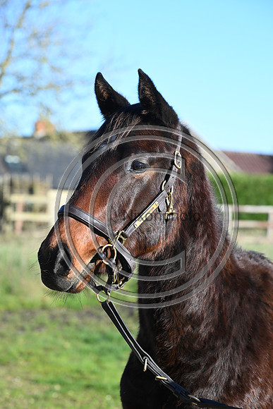 Foal_Selwood_PN97