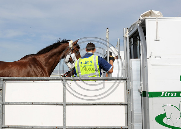 OlympicHorses_08KH291