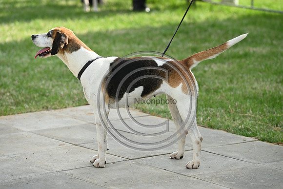 Festival of Hounds 2024
