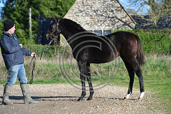 Foal_Selwood_PN86